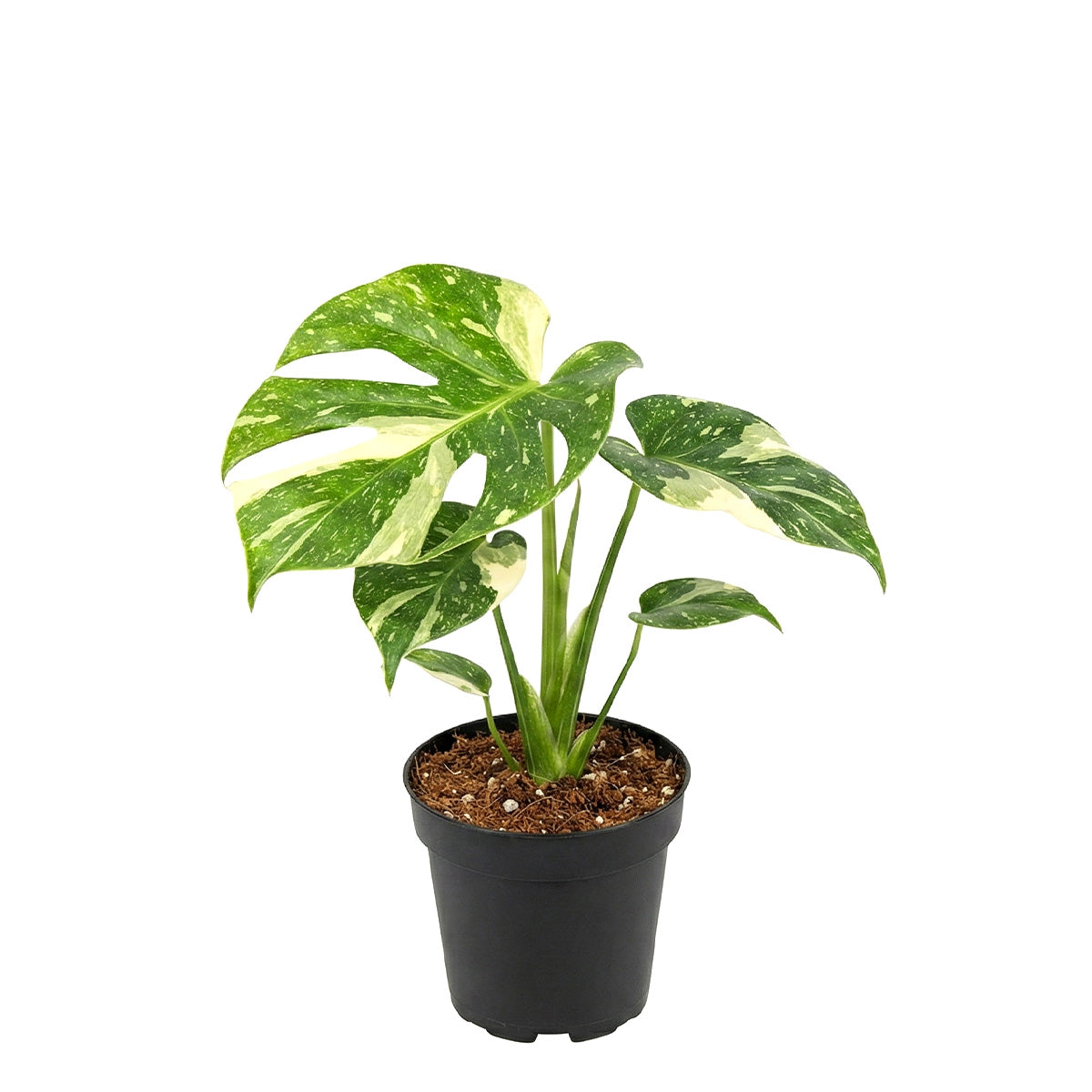 buy monstera 'thai constellation' live houseplant 4" pot online, lush tropical plant with deeply fenestrated foliage generously splashed in stable creamy-yellow variegation, upright climbing growth ideal with moss pole support, air-purifying and humidity-boosting qualities indoors, a dramatic bohemian-style collector gift for plant enthusiasts