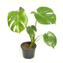 buy monstera 'thai constellation' live houseplant 2" pot online, rare starter tropical aroid with constellation-patterned cream and green variegation on smooth young leaves, slow-growing upright climber from thai tissue culture origins, thrives with humidity support and bright filtered light, a one-of-a-kind celestial gift for plant parents of all levels