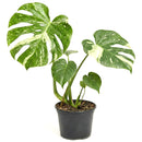 buy monstera 'thai constellation' live houseplant 2" pot online, rare starter tropical aroid with constellation-patterned cream and green variegation on smooth young leaves, slow-growing upright climber from thai tissue culture origins, thrives with humidity support and bright filtered light, a one-of-a-kind celestial gift for plant parents of all levels