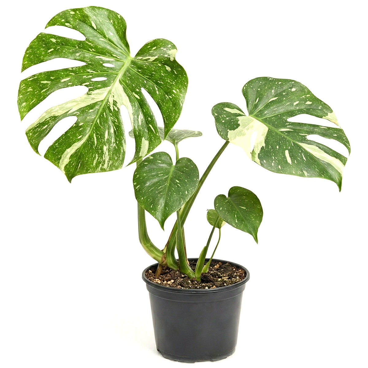 buy monstera 'thai constellation' live houseplant 2" pot online, tiny rare tropical aroid with early-stage cream-speckled green leaves and smooth glossy texture, slow-growing upright plant from thai tissue culture propagation, appreciates bright filtered light and elevated humidity, a charming and exotic gift starter plant for plant collectors