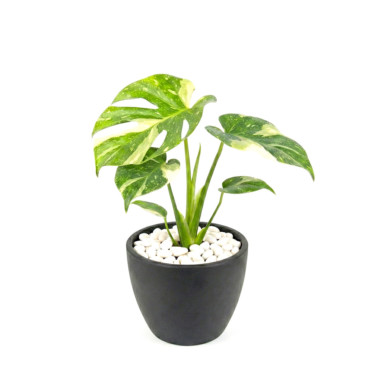 3" pot monstera 'thai constellation' live houseplant for sale, compact rare tropical aroid with glossy marbled leaves in deep green and creamy white, climbing growth form benefiting from humidity and consistent indirect light, slow-growing but rewarding collector cultivar from thailand, a memorable living gift for plant-obsessed friends