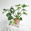 buy monstera 'thai constellation' live houseplant 2" pot online, rare starter tropical aroid with constellation-patterned cream and green variegation on smooth young leaves, slow-growing upright climber from thai tissue culture origins, thrives with humidity support and bright filtered light, a one-of-a-kind celestial gift for plant parents of all levels