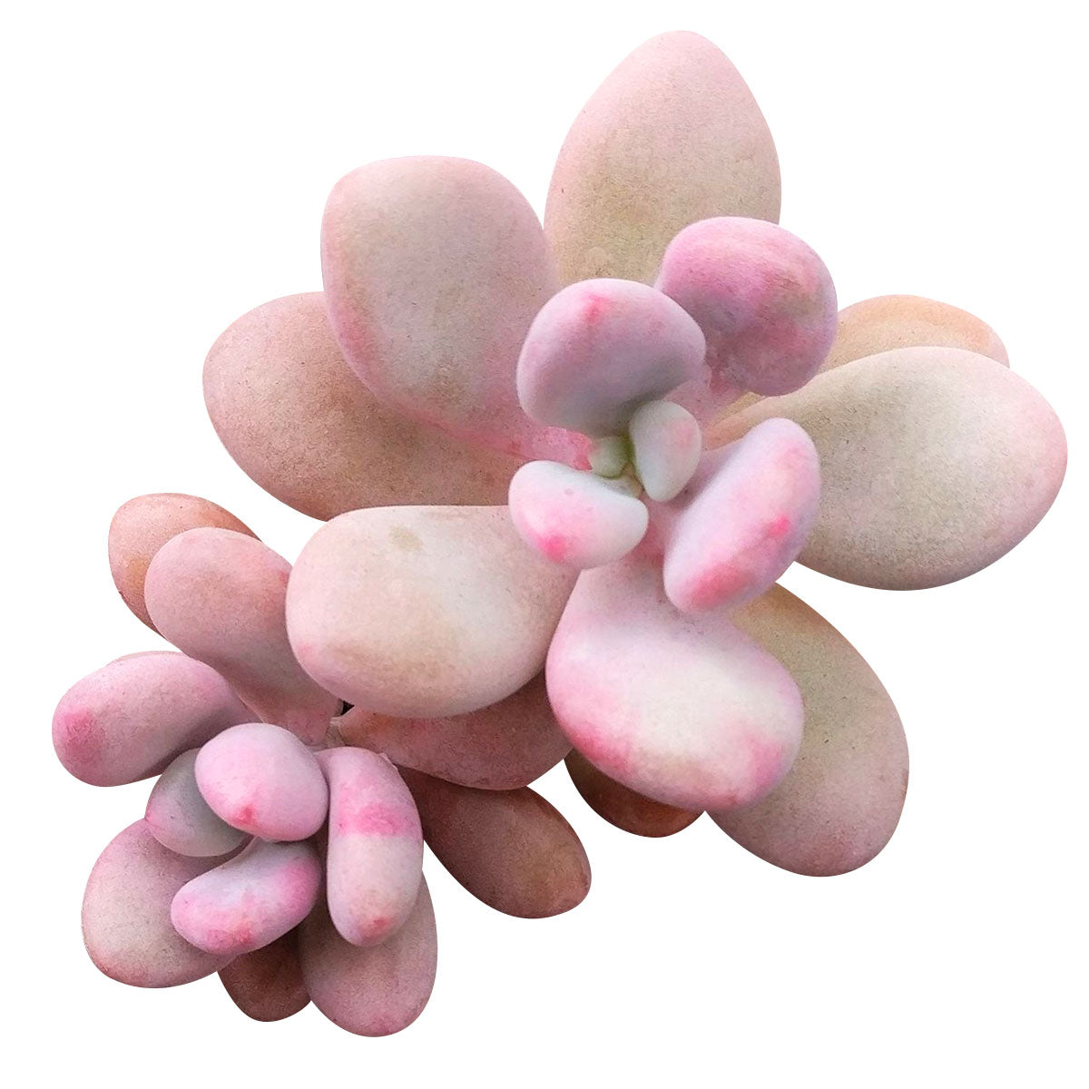 buy pink moonstones pachyphytum oviferum live succulent 4 inch online, peachy-pink opalescent fleshy leaves, rosette with trailing mature stems, farina protective leaf coating, easy care and drought resistant, elegant home decor centerpiece