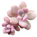 2 inch pink moonstones pachyphytum oviferum live succulent for sale, luminous pink-lavender farina-coated rounded foliage, low wide-spreading clumping rosette, pet-safe non-toxic succulent, thrives in bright indirect to partial sun