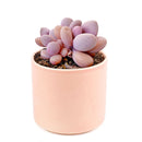 2 inch pink moonstones pachyphytum oviferum live succulent for sale, luminous pink-lavender farina-coated rounded foliage, low wide-spreading clumping rosette, pet-safe non-toxic succulent, thrives in bright indirect to partial sun