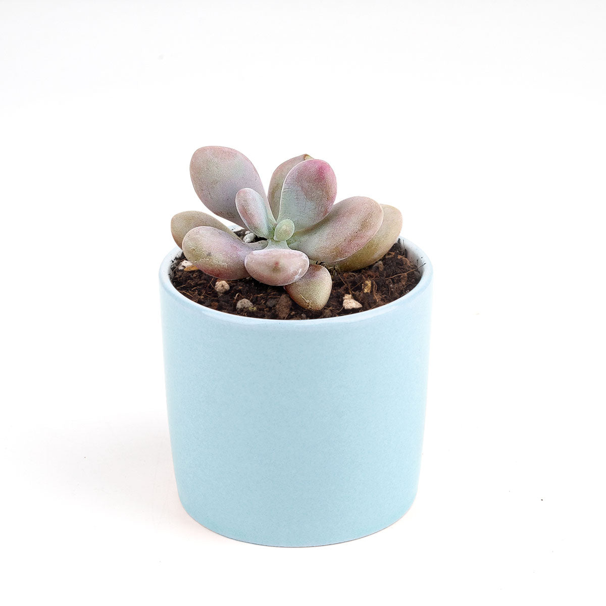 2 inch pink moonstones pachyphytum oviferum live succulent for sale, pastel pink and silver powdery rosette leaves, compact wide-spreading succulent, easy propagation from leaves, ideal for desks and windowsills, soft aesthetic décor accent