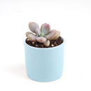 2 inch pink moonstones pachyphytum oviferum live succulent for sale, luminous pink-lavender farina-coated rounded foliage, low wide-spreading clumping rosette, pet-safe non-toxic succulent, thrives in bright indirect to partial sun