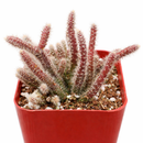 2 inch mouse tail cactus live cactus for sale, pale green stems with fuzzy reddish bristles, slender cylindrical trailing growth habit, compact starter size with cascading potential, forgiving drought tolerant indoor cactus, adds a lush waterfall effect to shelves or hanging hooks in a clay pot, charming unusual gift for cactus enthusiasts