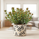 Live Goldfish houseplant in 4 inch grower pot, Trailing goldfish plant for hanging baskets, Easy care flowering indoor plants pet friendly for home office decoration