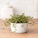 4" pot nettle 'silver sparkle' live houseplant for sale, silvery sparkle foliage with trailing red stems, moisture-loving humidity-friendly plant, ideal for terrariums and bottle gardens, eye-catching spiller in mixed containers, beautiful bohemian decor accent, a memorable gift for terrarium builders