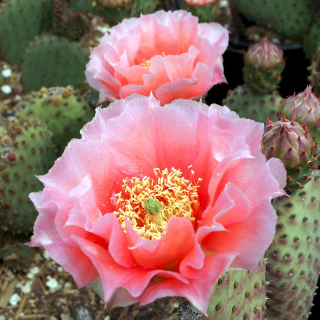 Opuntia 'Orange Chiffon' (4-6")