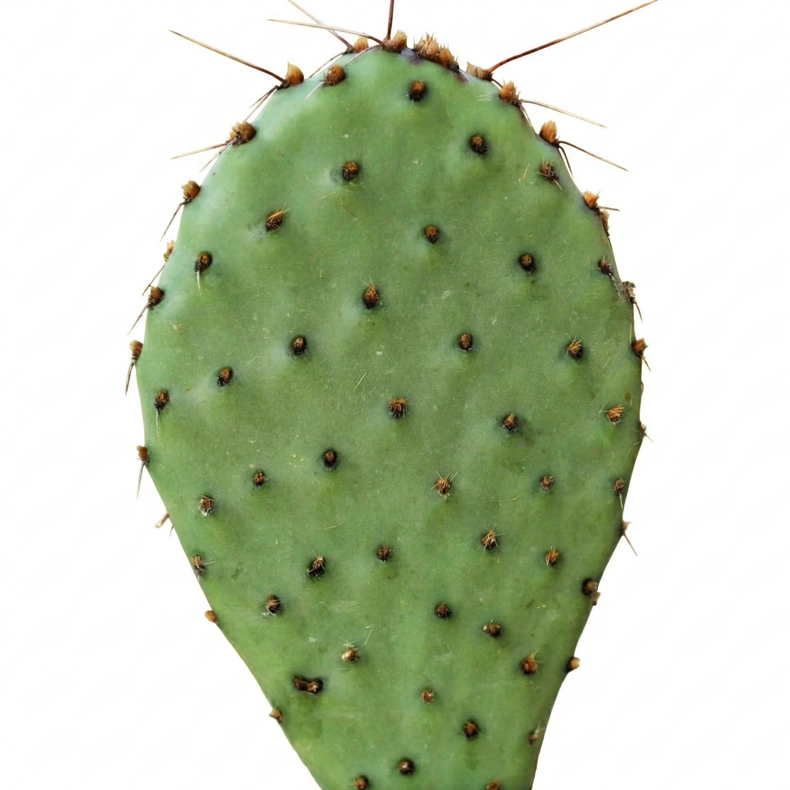 Opuntia ‘Zion’ (Bare Root)