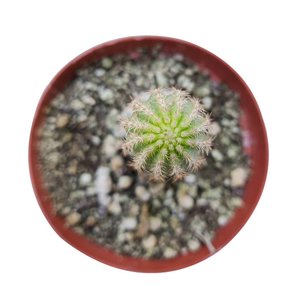 Peanut cactus for sale, Succulents shop near me, succulent subscription, Succulents, succulent plant, succulents shop in California, succulents store in CA, Rare succulents, indoor succulents, Peanut cactus in California, How to grow Peanut cactus, cactus, cactus succulent, succulent cactus, cacti, cactus and succulents, succulents box, succulent shop, buy succulents online