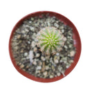 Peanut cactus for sale, Succulents shop near me, succulent subscription, Succulents, succulent plant, succulents shop in California, succulents store in CA, Rare succulents, indoor succulents, Peanut cactus in California, How to grow Peanut cactus, cactus, cactus succulent, succulent cactus, cacti, cactus and succulents, succulents box, succulent shop, buy succulents online
