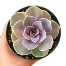 Buy Echeveria Perle Von Nurnberg 2 inch online. Echeveria Perle Von Nurnberg is a stunning succulent with soft lavender-gray leaves arranged in a graceful rosette. It thrives in bright light and well-draining soil with minimal watering. This elegant, low-maintenance plant is perfect for succulent collections, windowsills, and indoor décor.