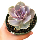 Buy Echeveria Perle Von Nurnberg 2 inch online. Echeveria Perle Von Nurnberg is a stunning succulent with soft lavender-gray leaves arranged in a graceful rosette. It thrives in bright light and well-draining soil with minimal watering. This elegant, low-maintenance plant is perfect for succulent collections, windowsills, and indoor décor.