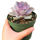 Buy Echeveria Perle Von Nurnberg 2 inch online. Echeveria Perle Von Nurnberg is a stunning succulent with soft lavender-gray leaves arranged in a graceful rosette. It thrives in bright light and well-draining soil with minimal watering. This elegant, low-maintenance plant is perfect for succulent collections, windowsills, and indoor décor.