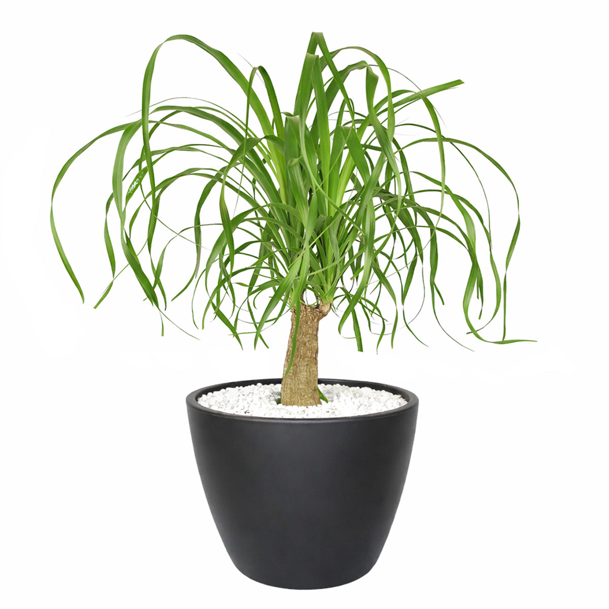 4" pot palm ponytail live houseplant cow pot for sale, small but characterful plant with thin curling green leaves and a developing bulbous trunk, eco-friendly biodegradable cow pot, pet safe and non-toxic, great for bright office windowsills or bedroom shelves, a unique and sustainable indoor plant gift idea