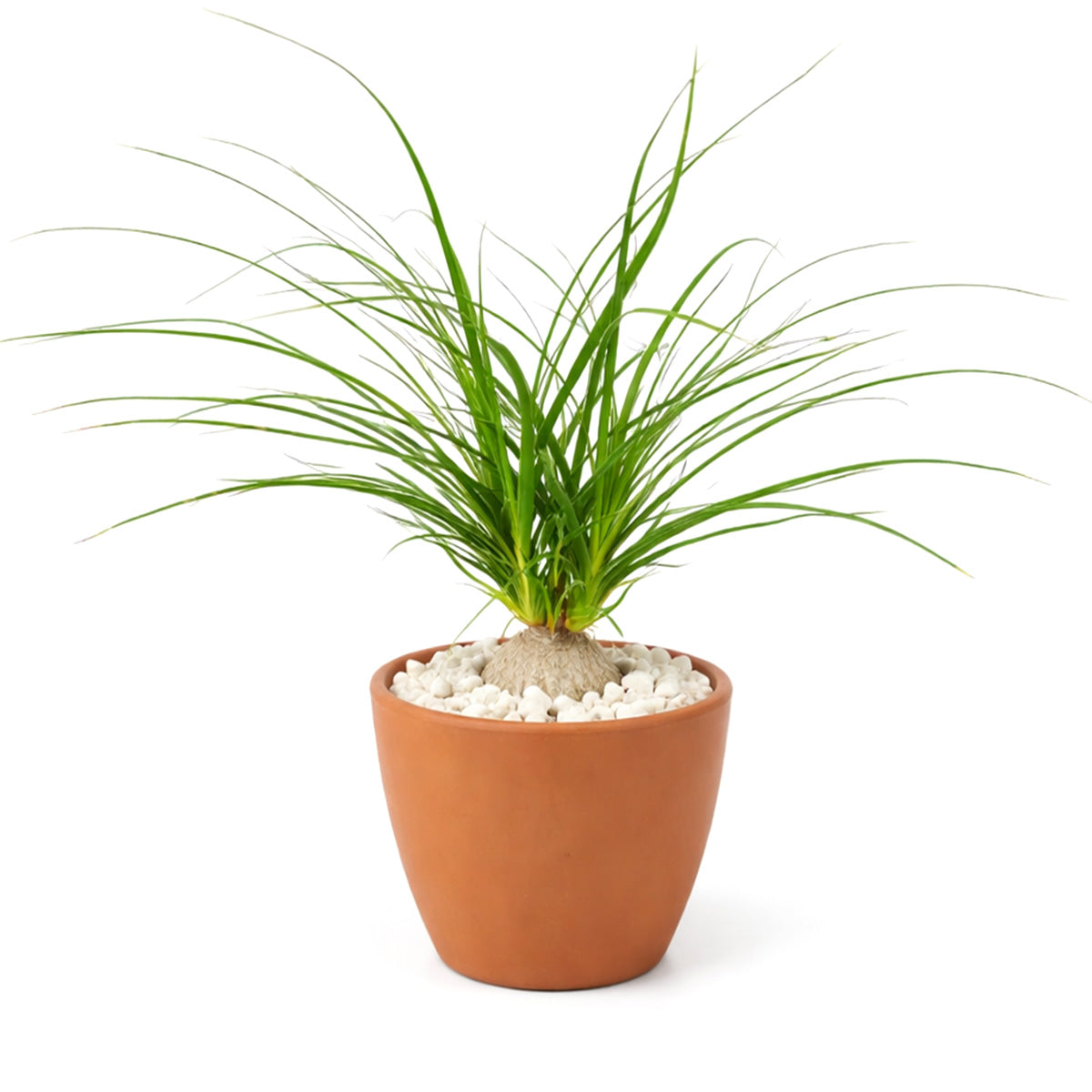 buy palm ponytail live houseplant 6" pot black eco pot online, lush forest green cascading leaves contrasting beautifully with matte black pot, pronounced swollen trunk base, resilient succulent that tolerates dry heated air, bold minimalist decor accent for modern or industrial interiors, stunning gift for design-conscious plant lovers