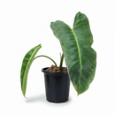 6" pot philodendron 'paraiso verde' live air plant for sale, marbled multicolor green and pale cream variegated leaves, trailing and climbing growth with striking elongated leaf form, collector-grade rare philodendron with vivid shifting patterns, bright indirect light lover for indoor tropical displays, lush bohemian interior accent plant, exceptional collector find gift for rare plant admirers
