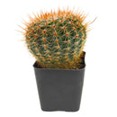 2 inch parodia erubescens cactus live cactus for sale, dense upright spine coat transitioning gold to deep rusty red, solitary non-trailing narrow grower ideal for small spaces, drought tolerant slow-growing low-fuss succulent, architectural desert beauty in bamboo pot, excellent gift for plant enthusiasts