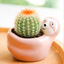 2 inch parodia erubescens cactus live cactus for sale, dense upright spine coat transitioning gold to deep rusty red, solitary non-trailing narrow grower ideal for small spaces, drought tolerant slow-growing low-fuss succulent, architectural desert beauty in bamboo pot, excellent gift for plant enthusiasts