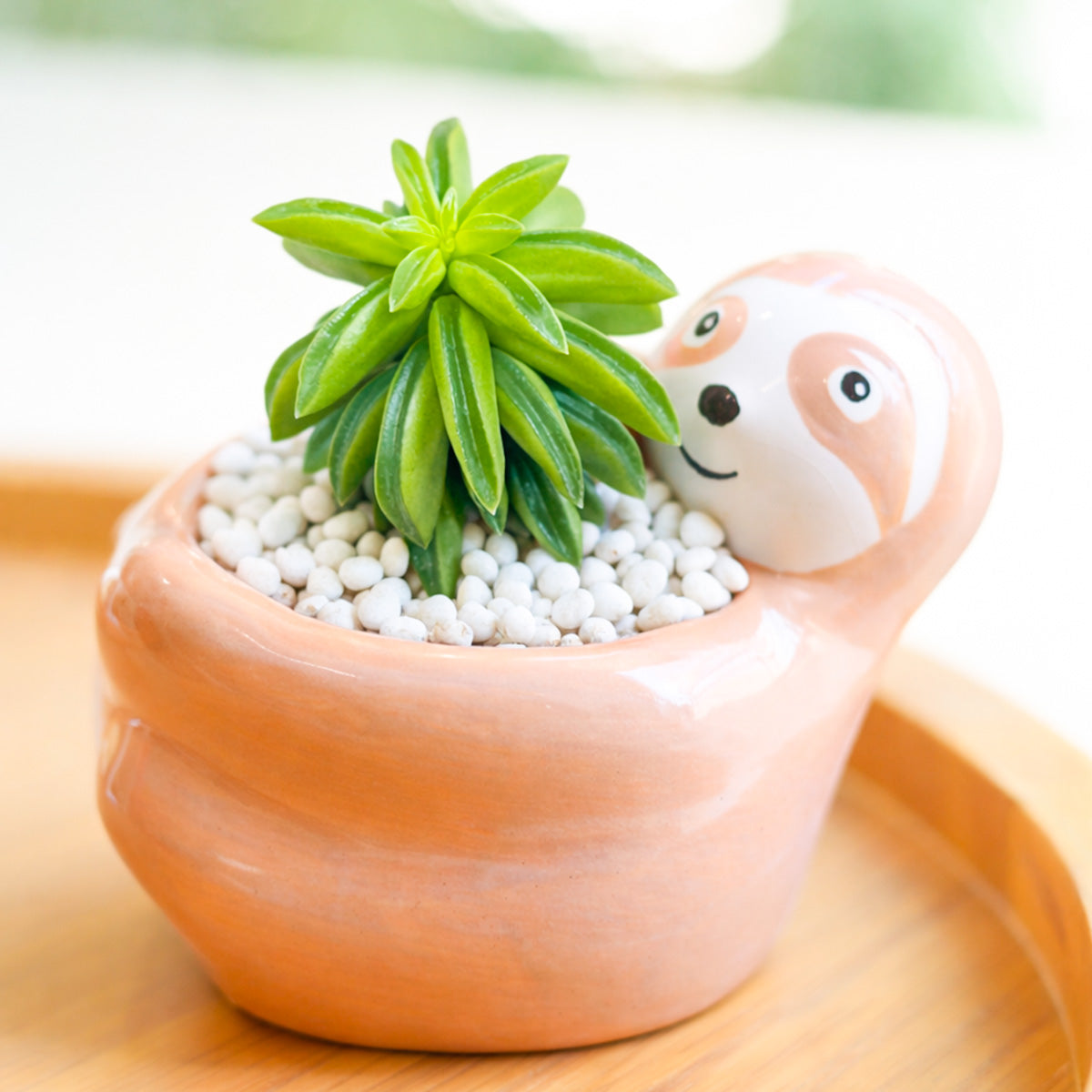 Peperomia dolabriformis
