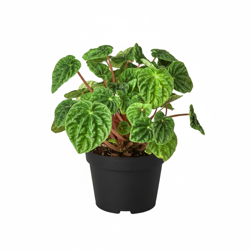 buy peperomia ripple green live houseplant 4" pot online, waffle-textured forest green leaves with deep vein ridges, dense compact rosette growth habit, semi-succulent moisture-storing leaf structure, thrives in low to moderate indirect light, beautiful bohemian desktop decor plant, perfect gift for terrarium enthusiasts