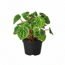 buy peperomia ripple green live houseplant 6" pot online, richly textured corrugated emerald green heart-shaped leaves, compact bushy tropical houseplant with semi-succulent resilience, adaptable to a wide range of indoor light conditions, non-toxic to pets and humans safe for any home, lush forest-green statement plant for sophisticated indoor spaces, exceptional housewarming or holiday gift for plant admirers