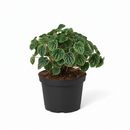 buy peperomia ripple green live houseplant 6" pot online, richly textured corrugated emerald green heart-shaped leaves, compact bushy tropical houseplant with semi-succulent resilience, adaptable to a wide range of indoor light conditions, non-toxic to pets and humans safe for any home, lush forest-green statement plant for sophisticated indoor spaces, exceptional housewarming or holiday gift for plant admirers