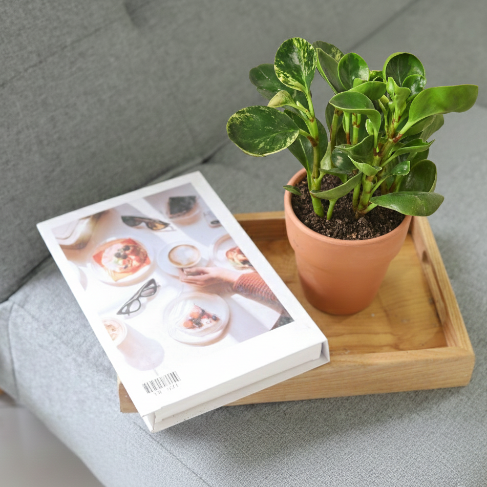 buy peperomia 'marble' live houseplant 3" pot online, cream and green variegated waxy leaves, compact upright growth habit, semi-succulent drought tolerant, easy care pet friendly foliage, elegant desk or windowsill accent, thoughtful gift for plant lovers and beginners