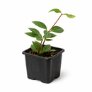 buy peperomia 'parallel' live houseplant 4" pot online, almond shaped leaves with bold parallel stripe pattern resembling watermelon rind, vivid burgundy stem contrast, trailing habit perfect for hanging basket, air purifying foliage plant, fits bohemian and modern interiors, an inspired gift for plant enthusiasts