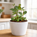 buy peperomia 'parallel' live houseplant 4" pot online, almond shaped leaves with bold parallel stripe pattern resembling watermelon rind, vivid burgundy stem contrast, trailing habit perfect for hanging basket, air purifying foliage plant, fits bohemian and modern interiors, an inspired gift for plant enthusiasts