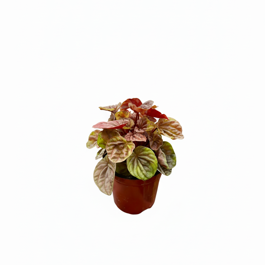6" pot peperomia 'quito' live houseplant for sale, deeply puckered dark green leaves with warm burgundy undertones and pronounced corrugation, compact narrow footprint suits small spaces, easy care and forgiving of missed waterings, thrives under office or home LED lighting, an elegant and rare conversation piece, a wonderful gift for any indoor plant lover