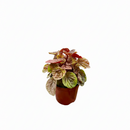 6" pot peperomia 'quito' live houseplant for sale, deeply puckered dark green leaves with warm burgundy undertones and pronounced corrugation, compact narrow footprint suits small spaces, easy care and forgiving of missed waterings, thrives under office or home LED lighting, an elegant and rare conversation piece, a wonderful gift for any indoor plant lover