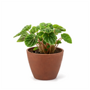 buy peperomia ripple green live houseplant 6" pot online, richly textured corrugated emerald green heart-shaped leaves, compact bushy tropical houseplant with semi-succulent resilience, adaptable to a wide range of indoor light conditions, non-toxic to pets and humans safe for any home, lush forest-green statement plant for sophisticated indoor spaces, exceptional housewarming or holiday gift for plant admirers