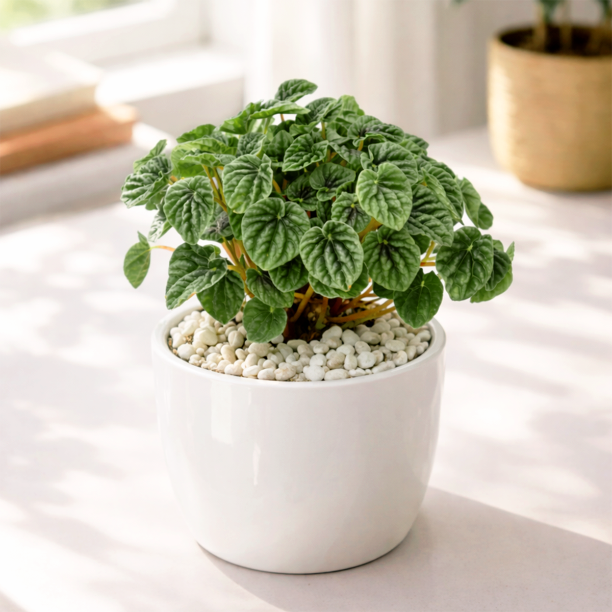 buy peperomia ripple green live houseplant 3" pot online, deeply ridged forest green heart-shaped leaves, compact mounding growth habit, rippled corrugated leaf texture, easy care pet friendly plant, perfect for minimalist desk decor, thoughtful gift for plant lovers
