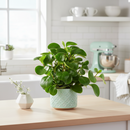 black cylinder 4" pot peperomia thailand live houseplant for sale, deep glossy green rounded leaves with slightly quilted texture, upright bushy form in a sleek modern planter, drought tolerant and low watering needs, non-toxic and safe for cats dogs and toddlers, a sophisticated architectural decor piece and memorable plant gift