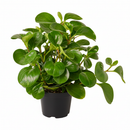 black cylinder 4" pot peperomia thailand live houseplant for sale, deep glossy green rounded leaves with slightly quilted texture, upright bushy form in a sleek modern planter, drought tolerant and low watering needs, non-toxic and safe for cats dogs and toddlers, a sophisticated architectural decor piece and memorable plant gift