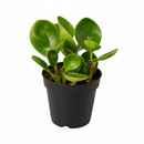 black cylinder 4" pot peperomia thailand live houseplant for sale, deep glossy green rounded leaves with slightly quilted texture, upright bushy form in a sleek modern planter, drought tolerant and low watering needs, non-toxic and safe for cats dogs and toddlers, a sophisticated architectural decor piece and memorable plant gift