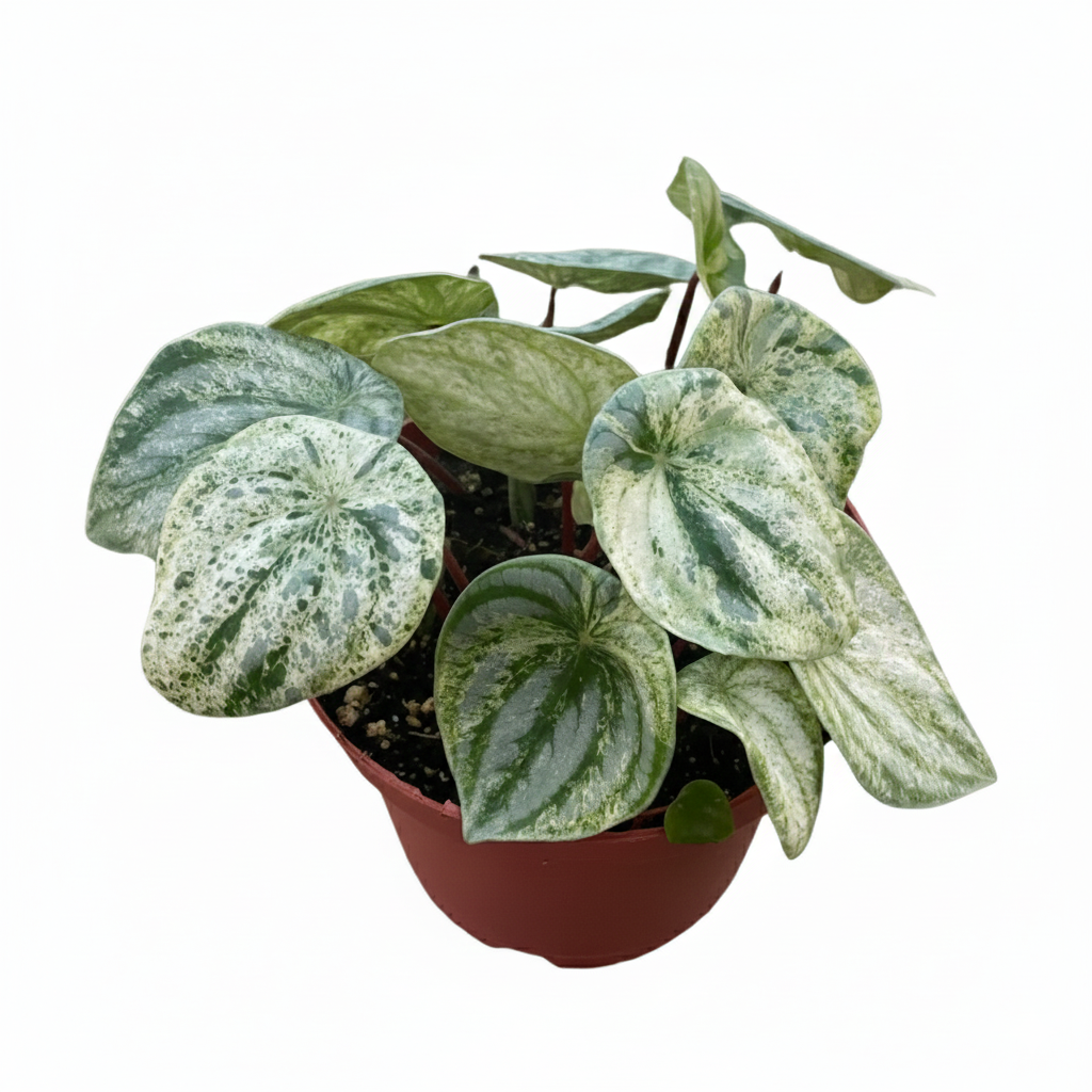 buy peperomia 'watermelon variegated' live air plant 8" pot online, bold watermelon-rind patterned leaves in silver and forest green, dense mounding rosette growth form, fleshy semi-succulent leaf texture, air-purifying rare collector variety, beautifully displayed in a terrarium setting as a striking statement piece, an ideal gift for rare plant enthusiasts