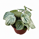 4" pot peperomia 'watermelon variegated' live air plant for sale, rounded oval leaves with vivid silver and green striped variegation, compact low-profile bushy habit, waxy smooth leaf surface, tolerates average household humidity and adapts well to indoor conditions, styled on a bright kitchen counter as a cheerful bohemian accent, a wonderful gift for beginners and seasoned collectors alike