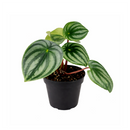 4" peperomia watermelon live houseplant for sale in nursery pot, classic grower presentation of compact bushy watermelon-striped rosette, glossy fleshy leaves in green and silver, upright non-trailing form on reddish stems, easy care low-maintenance tropical foliage, a cheerful and versatile decor plant for any bright indoor spot, a perfect starter gift for new plant parents