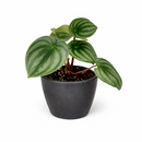 4" peperomia watermelon live houseplant for sale in nursery pot, classic grower presentation of compact bushy watermelon-striped rosette, glossy fleshy leaves in green and silver, upright non-trailing form on reddish stems, easy care low-maintenance tropical foliage, a cheerful and versatile decor plant for any bright indoor spot, a perfect starter gift for new plant parents