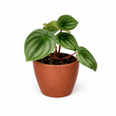 4" peperomia watermelon live houseplant for sale in nursery pot, classic grower presentation of compact bushy watermelon-striped rosette, glossy fleshy leaves in green and silver, upright non-trailing form on reddish stems, easy care low-maintenance tropical foliage, a cheerful and versatile decor plant for any bright indoor spot, a perfect starter gift for new plant parents