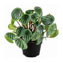 4" peperomia watermelon live houseplant for sale in nursery pot, classic grower presentation of compact bushy watermelon-striped rosette, glossy fleshy leaves in green and silver, upright non-trailing form on reddish stems, easy care low-maintenance tropical foliage, a cheerful and versatile decor plant for any bright indoor spot, a perfect starter gift for new plant parents