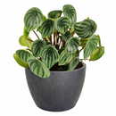 4" peperomia watermelon live houseplant for sale in nursery pot, classic grower presentation of compact bushy watermelon-striped rosette, glossy fleshy leaves in green and silver, upright non-trailing form on reddish stems, easy care low-maintenance tropical foliage, a cheerful and versatile decor plant for any bright indoor spot, a perfect starter gift for new plant parents