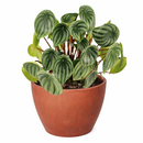 4" peperomia watermelon live houseplant for sale in nursery pot, classic grower presentation of compact bushy watermelon-striped rosette, glossy fleshy leaves in green and silver, upright non-trailing form on reddish stems, easy care low-maintenance tropical foliage, a cheerful and versatile decor plant for any bright indoor spot, a perfect starter gift for new plant parents