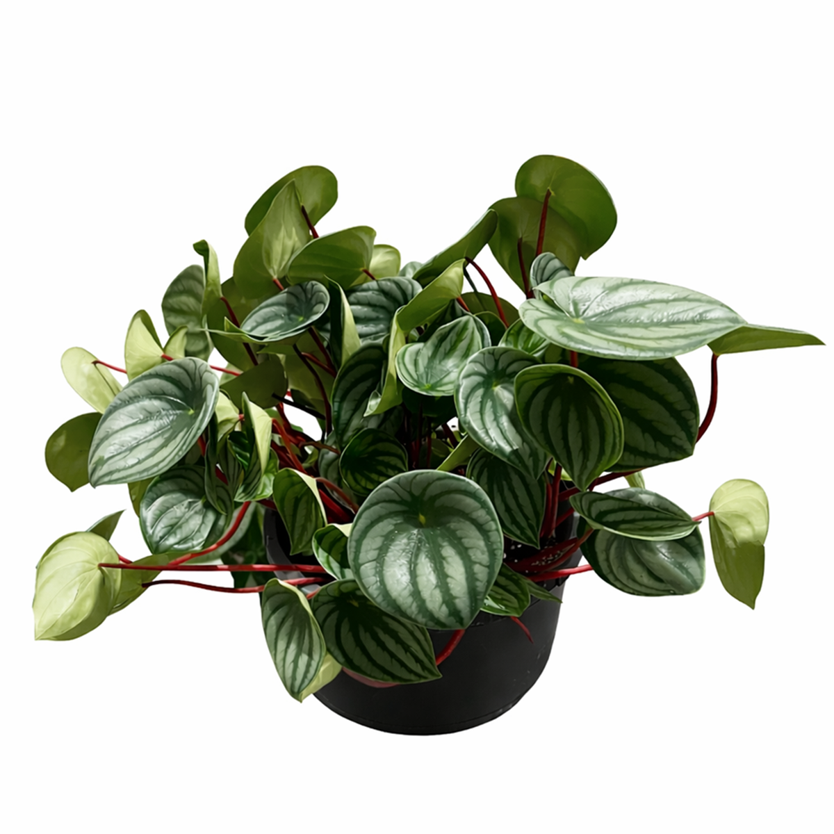 6" peperomia watermelon live houseplant for sale in nursery pot, lush watermelon-patterned foliage with vivid green and silver contrast, compact rosette with fleshy rounded leaves, reddish-purple stems adding decorative detail, pet-safe easy care tropical plant, an excellent tabletop accent for boho and modern interiors, great gift for new and seasoned plant parents