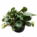4" peperomia watermelon live houseplant for sale in nursery pot, classic grower presentation of compact bushy watermelon-striped rosette, glossy fleshy leaves in green and silver, upright non-trailing form on reddish stems, easy care low-maintenance tropical foliage, a cheerful and versatile decor plant for any bright indoor spot, a perfect starter gift for new plant parents
